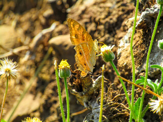 yellow butterfly on yellow flower