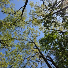 Green forest trees against clear blue sky