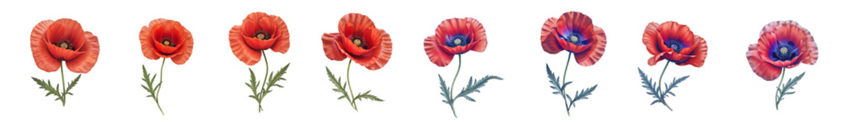 Set of watercolor red poppy flowers in different positions on a white background
