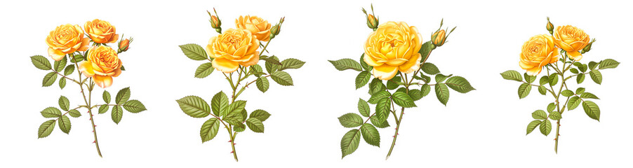 Realistic watercolor set of yellow roses in different positions on white background  