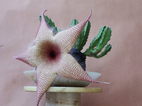 Stapelia gigantea is actually a succulent plant from the Apocynaceae family, not a cactus, known for its large, foul-smelling flowers and lack of spines.
