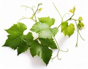 vine plants isolated on a white background