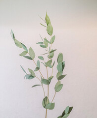 Green leaves on a wall background