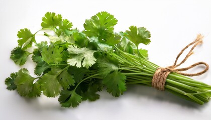 a bunch of coriander an herbaceous plant tied together on a white background