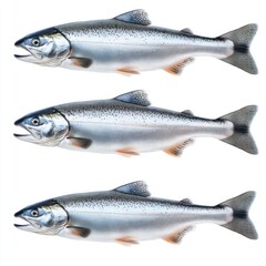 Fototapeta premium Fresh Salmon Fish on White Background for Culinary and Food Use