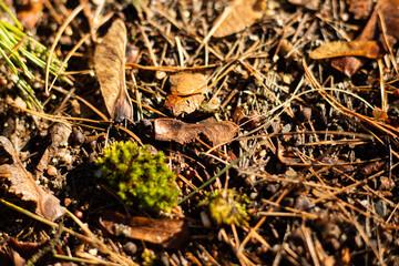 Macro photo of a forest landscape with moss, branches, leaves, and grass