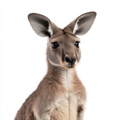 Fototapeta premium Close-Up Portrait of a Kangaroo Captured Against a White Background