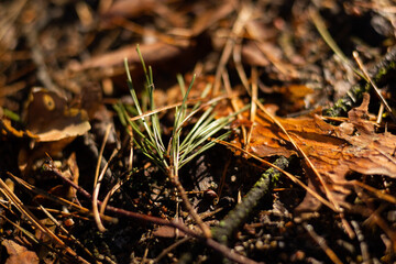 Macro photo of a forest landscape with moss, branches, leaves, and grass