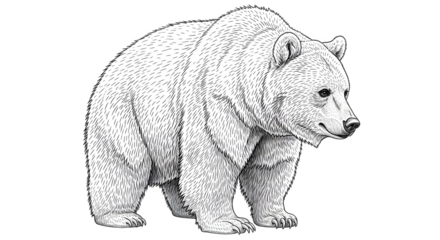 Detailed Line Art Illustration of a Majestic Bear Standing.