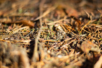 Macro photo of a forest landscape with moss, branches, leaves, and grass