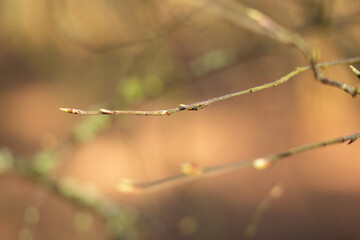 Macro photo of a forest landscape with moss, branches, leaves, and grass