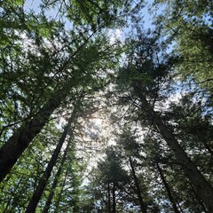 Sunlight shining through tall forest trees
