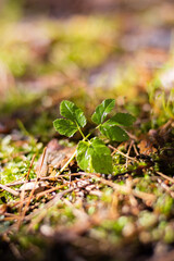 Macro photo of a forest landscape with moss, branches, leaves, and grass