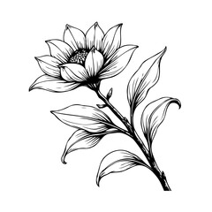 Elegant blossom design with intricate lines showcases a classic floral illustration artwork and