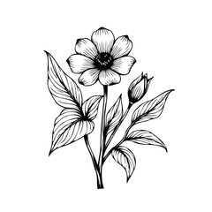 Elegant floral botanical illustration of blossoming flower with leaves and bud in monochromatic