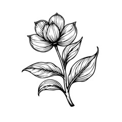 Elegant floral botanical illustration with delicate petals and leaves showcasing nature's beauty