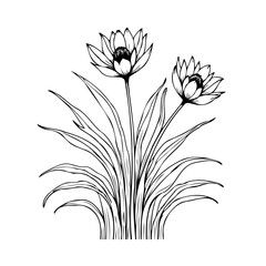 Elegant floral illustration displaying two blooming flowers with slender leaves in black and white