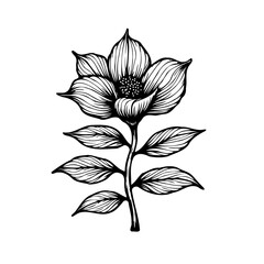 Elegant floral illustration a botanical sketch with delicate petals and leaves a classic design a