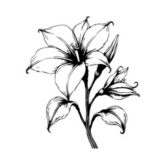 Elegant floral illustration showcasing a blooming lily with intricate line work and delicate petal