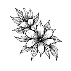 Elegant floral illustration showcasing delicate blossoms with intricate line work presenting a