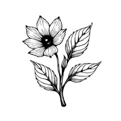 Elegant floral illustration showcasing detailed petals and foliage in a minimalist black and white