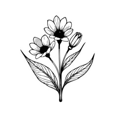 Elegant floral line art featuring delicate daisy-like blooms and foliage in a minimalist