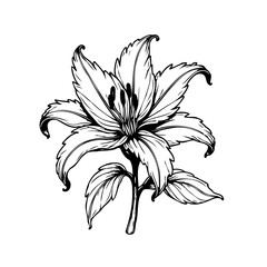 Elegant lily blossom artwork with intricate line work for sophisticated designs and creative