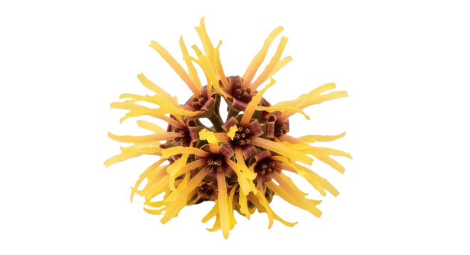 A Piece Witch hazel isolated on transparent background