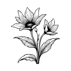 Floral illustration showcasing botanical elegance with detailed line work and stylized flower and