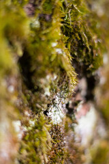 Macro photo of a forest landscape with moss, branches, leaves, and grass