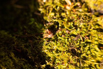 Macro photo of a forest landscape with moss, branches, leaves, and grass