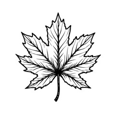 Isolated maple leaf illustration symbolizing autumn nature seasonal change elegant botanical