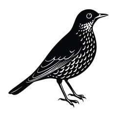 Blackbird silhouette illustration