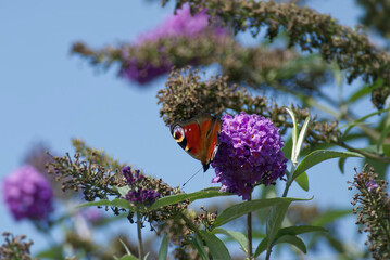 European peacock butterfly (Aglais io) perched on summer lilac in Zurich, Switzerland