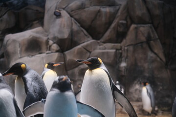 Fototapeta premium king penguins in the zoo