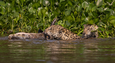 A jaguar hunting caiman in the Pantanal, Brazil.