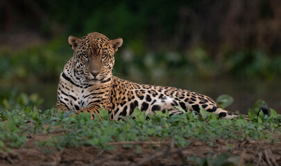 A jaguar hunting caiman in the Pantanal, Brazil.