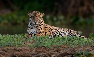 A jaguar hunting caiman in the Pantanal, Brazil.