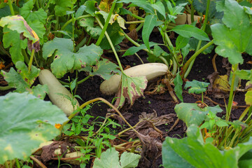 Pumpkin leaves hide ripe white zucchini lying on the damp ground. The shot conveys the atmosphere of a bountiful harvest and the natural growth of vegetables in the open ground.