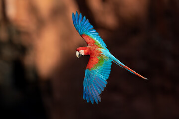 Red and Green Macaw in Brazil 