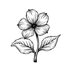Simple elegant floral botanical illustration graphic design element art for decoration cards or