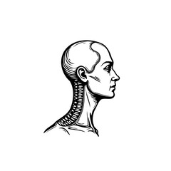 Striking depiction of anatomical head structure showcases detail artistic monochrome head drawing
