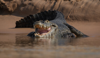 Caiman in the Pantanal, Brazil