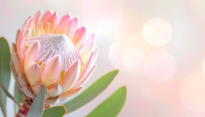 Fototapeta premium Protea flower background