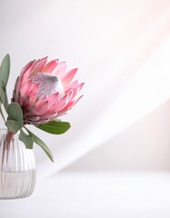 Obraz premium Protea flower background