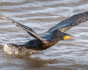 Obraz premium Cormorant (Phalacrocorax carbo) flying in coastal habitat, Hampshire 