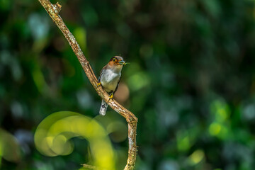 colorful bird Silver-breasted broadbill (Serilophus lunatus) build a nest. 