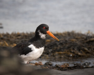 Oystercatcher (Haematopus ostralegus) wading in coastal habitat, Hampshire
