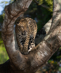 Jaguar hunting for caiman in the Pantanal, Brazil