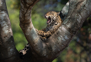 Jaguar hunting for caiman in the Pantanal, Brazil